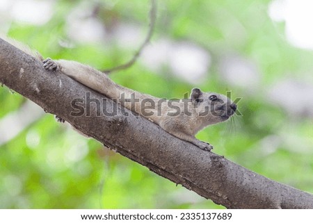 Finlayson's Squirrel (Callosciurus finlaysonii) gracefully climbs on tree branches within the public park, displaying its agile and charming nature. Stock photo © 