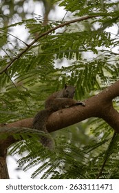 A Finlayson's squirrel, also known as the variable squirrel, perched on a thick tree branch amidst lush green foliage in a natural park setting.