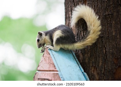 Finlayson's Squirrel or the Variable Squirrel Callosciurus finlaysonii is a species of rodent in the family Sciuridae seen in Sun Rot Fai Bangkok 