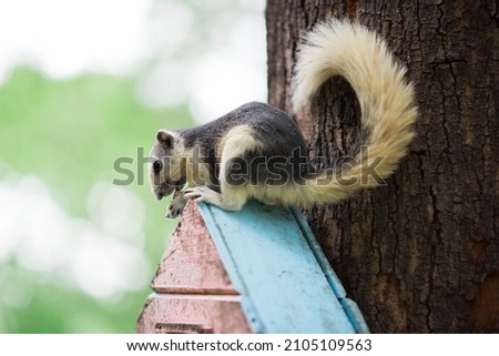 Finlayson's Squirrel or the Variable Squirrel Callosciurus finlaysonii is a species of rodent in the family Sciuridae seen in Sun Rot Fai Bangkok  Stock photo © 