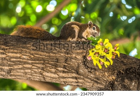 Finlayson's Variable Squirrel Callosciurus finlaysonii Yellow Orchid Flowers Tree Wat Pho Po Temple Complex Bangkok Thailand. Squirrel native to Thailand. One of oldest temples in Thailand. Stock photo © 