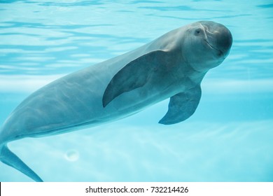 Finless Porpoise