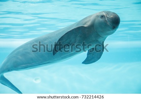 finless porpoise