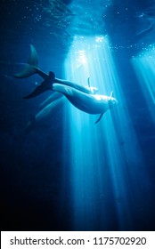 Finless Porpoise And Aquarium