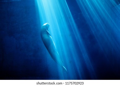 Finless Porpoise And Aquarium