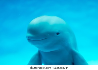 Finless Porpoise Swimming