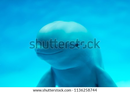Finless porpoise swimming