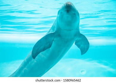 Finless Porpoise Swimming In The Pool