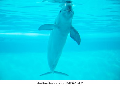 Finless Porpoise Swimming In The Pool