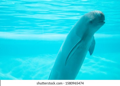 Finless Porpoise Swimming In The Pool