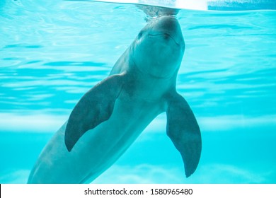 Finless Porpoise Swimming In The Pool