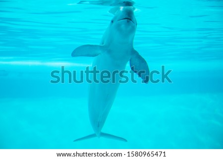 finless porpoise swimming in the pool