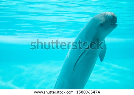 finless porpoise swimming in the pool