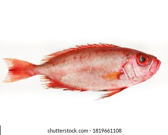 7 Unnimary Fish Images, Stock Photos & Vectors | Shutterstock