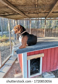 Finnish Hound Dog Enjoying The Sun At The Roof 