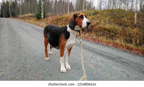 Finnish Hound. Pregnant Dog Walking In The Road On The Forest.  