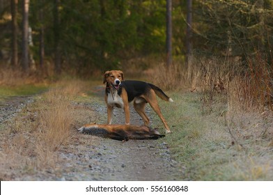 A Finnish Hound With Its Prey