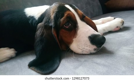 Finnish Hound Puppy. 