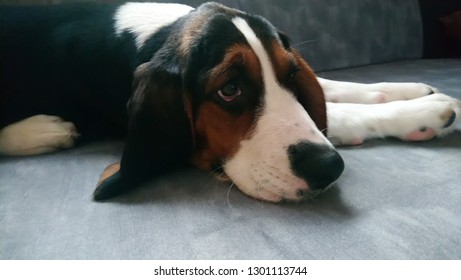 Finnish Hound Puppy. 