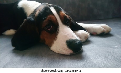 Finnish Hound Puppy. 