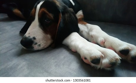 Finnish Hound Puppy. 