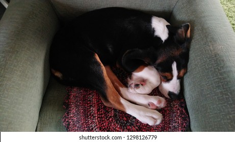 Finnish Hound Puppy Sleep On The Chair.