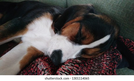 Finnish Hound Puppy Sleep On The Chair.