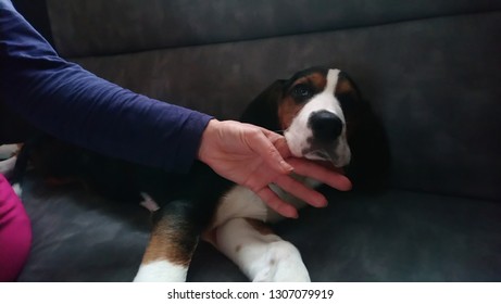 Finnish Hound Puppy Sleep On The Chair.