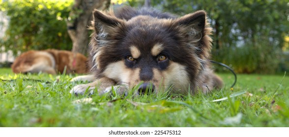 Finnish Lapphund (herding reindeer by the Lapps) rests in a garden. Young female looks at You. Sunny evening and to warm for the dog. - Powered by Shutterstock