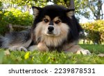 A Finnish Lapphund male, rests in a garden on a summer day. Sunny evening and too hot for the dog.