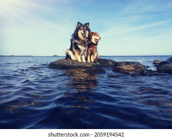 Finnish Lapphund At Sea In Swedish Water