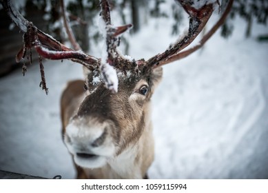 A Finnish reindeer