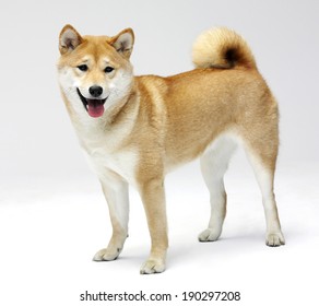 Finnish Spitz