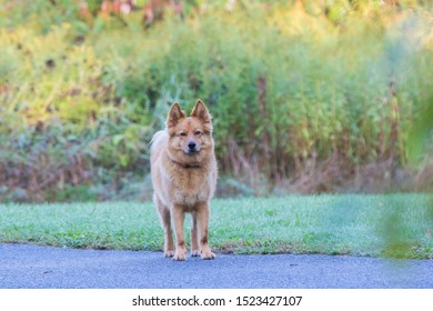 Finnish Spitz Dog In Autumn