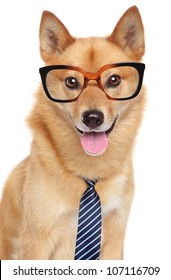 Finnish spitz dog (Karelian Finnish laika).  Funny portrait with glasses and tie on a white background