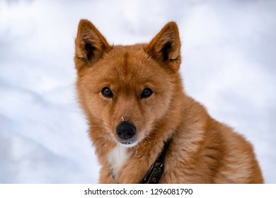 Finnish Spitz Dog Portrait Outdoors