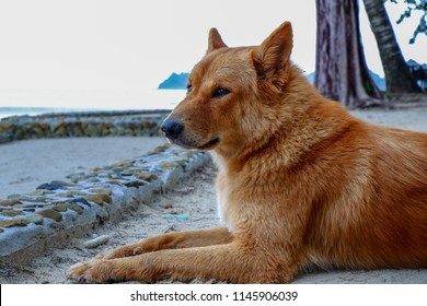 Finnish Spitz Dog , Sleep Is By The Sea.