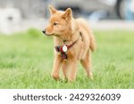 Finnish spitz   dog standing in a field on a bright summer day
       