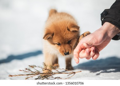 A Finnish Spitz Puppy