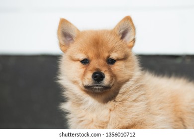 A Finnish Spitz Puppy