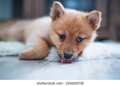 A Finnish Spitz Puppy