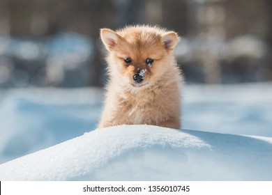 A Finnish Spitz Puppy