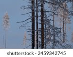 Bäume Finnland Wald Licht Schatten Schnee Natur