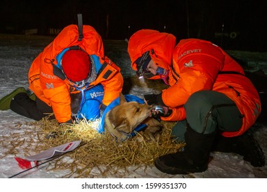 Finnmark, Norway - March 11, 2019: Finnmarkslopet Dog Sled Multi-day Race. Veterinarians Examine The Dog After The Finish At The Competition Stage. Night Shooting, Noise, Selective Focus.