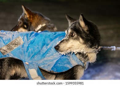 Finnmark, Norway - March 11, 2019: Finnmarkslopet Dog Sled Multi-day Race. A Dog From A Team Of Sled Dogs After The Finish At The Competition Stage. Night Shooting, Noise.