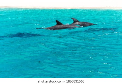 Fins of dolphins swimming in the sea, Zanzibar.
