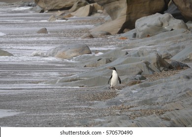 Fiordland Crested Penguin Landing