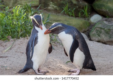 Fiordland Penguin Captive Zoo Photo
