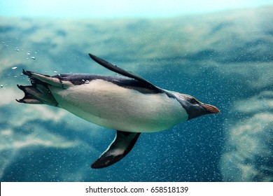 Fiordland penguin from New Zealand swimming underwater at zoo