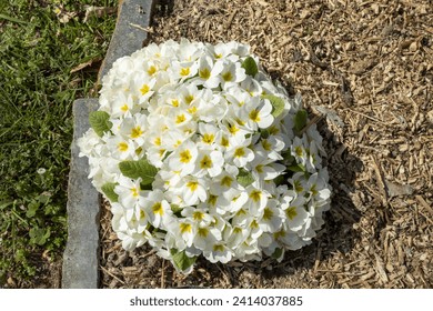 fiori e piante in primavera 